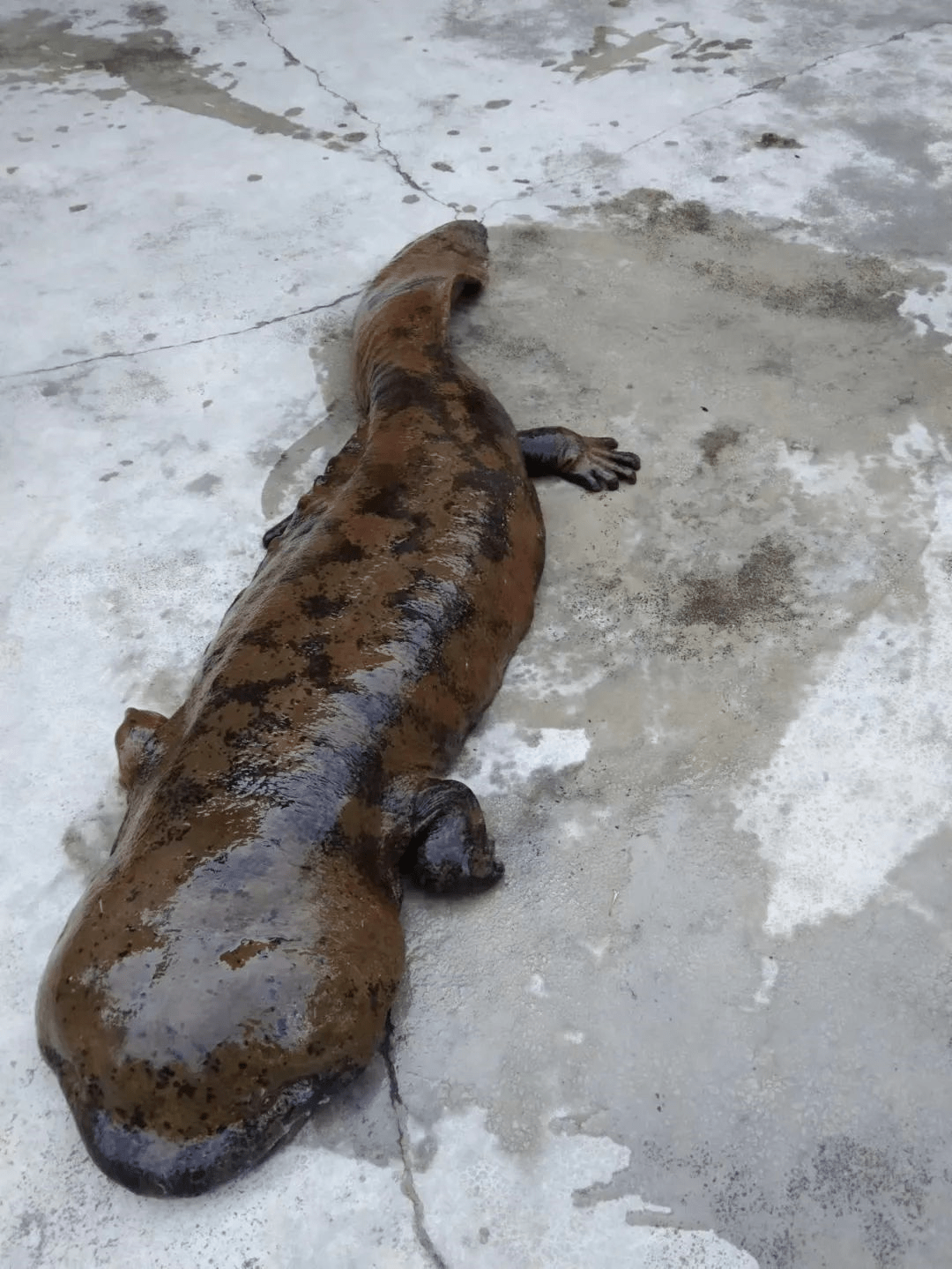 难得一见巨型娃娃鱼搁浅江油小河沟后