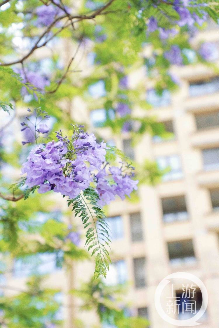 山城初夏街头满是 梦幻紫 蓝花楹为什么开 紫花 开花 北滨 花朵