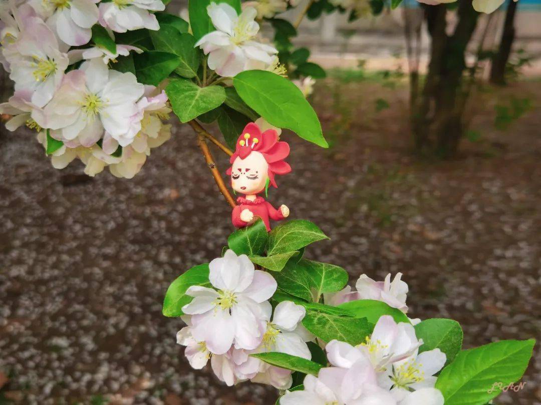 小小"海小棠"畅游天大校园!_小天_青年_天津