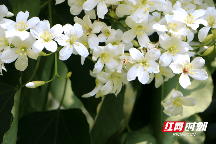 新田 油桐花开片片落恰似飞雪降人间 树型 陈安 纸伞