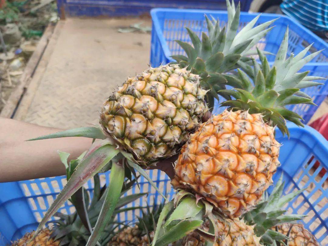 四九镇台湾金钻凤梨喜获丰收_台山_口感_菠萝