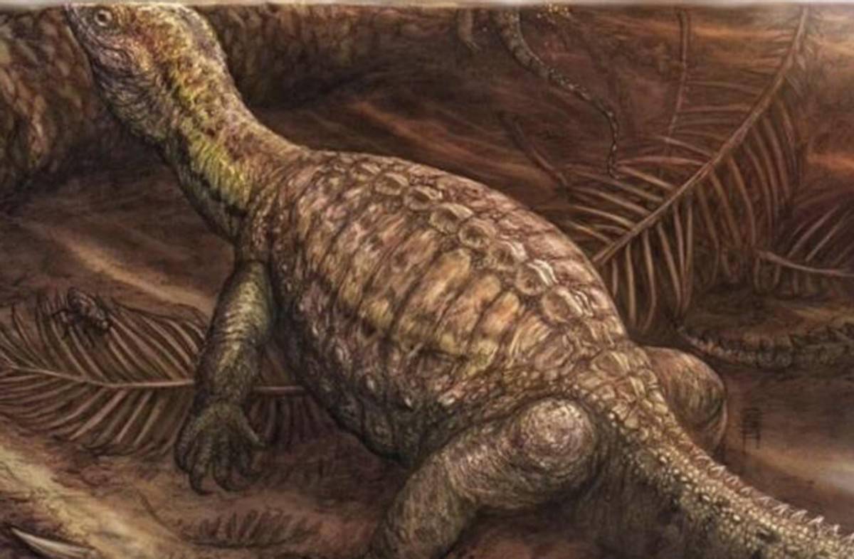 原创乌龟竟成为科学家们的噩梦为何被称为进化论的终极bug