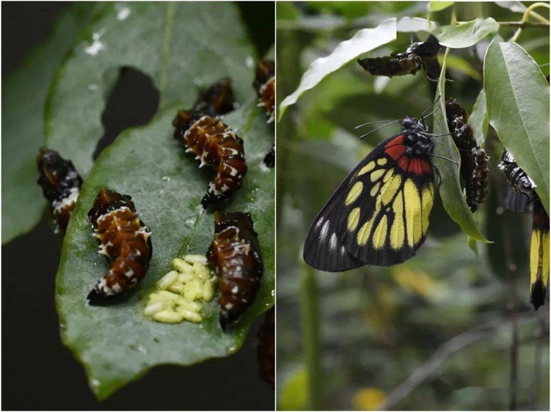 暑热渐起红围脖要收起来啦蝴蝶课程招募