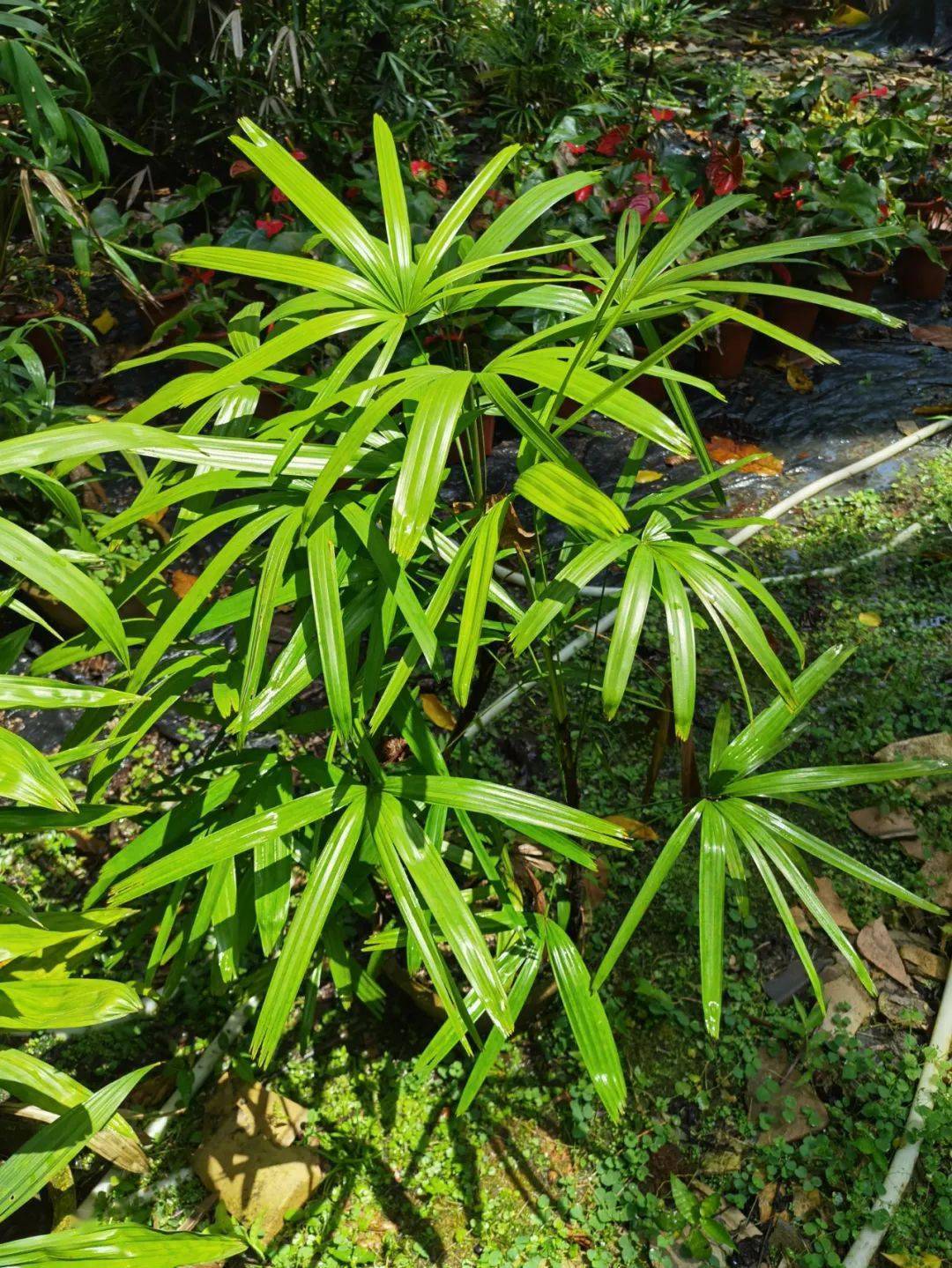 华南植物园园宠——琼棕开花_陈焕镛_Burret_海南
