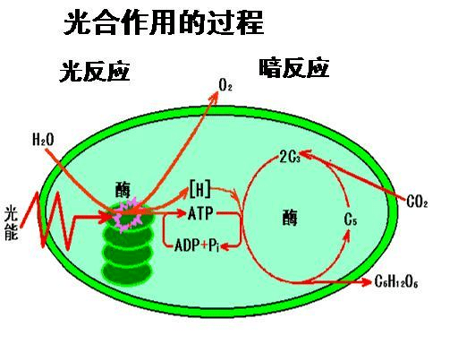 为你读师