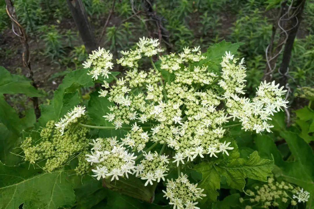 5月的东北山野菜的盛宴