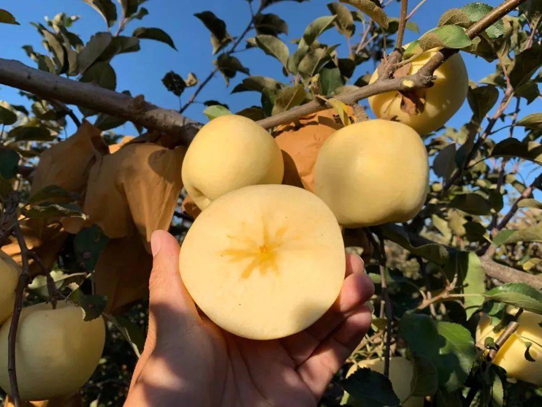 烟台奶油富士299元舒服奶金色の奶油苹果等你尝鲜松脆可口清甜化渣果