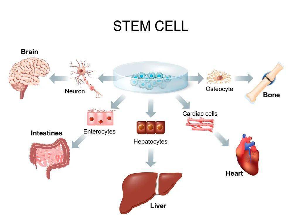 干细胞返老还童全球首次实现多能干细胞转化为真正的