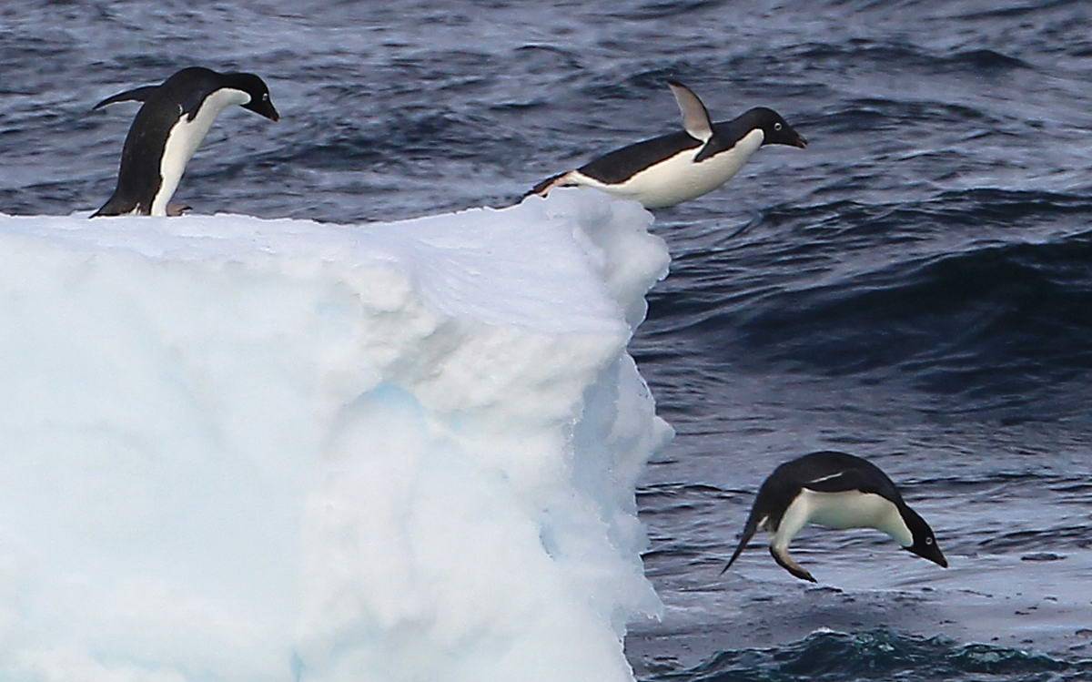 生物学家警告帝企鹅面临严重灭绝风险