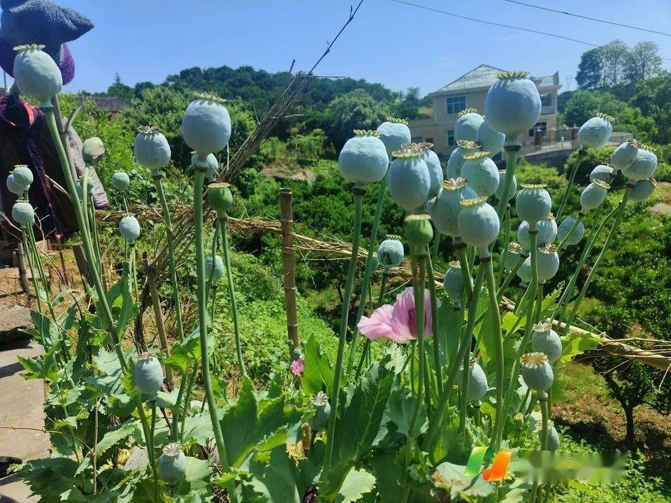 毒品花罂粟花图片