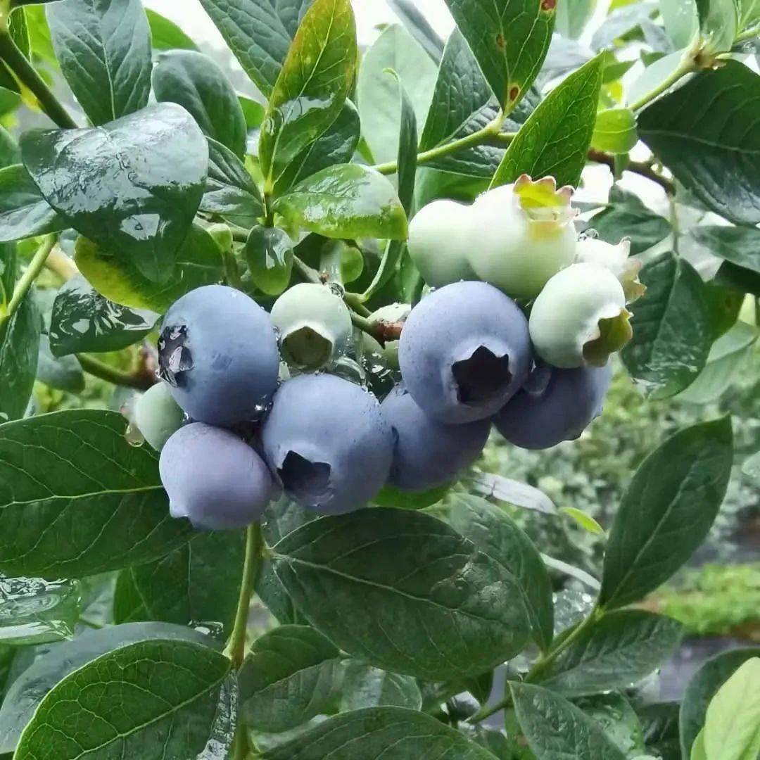 蓝莓怎么扦插繁殖 - 花百科
