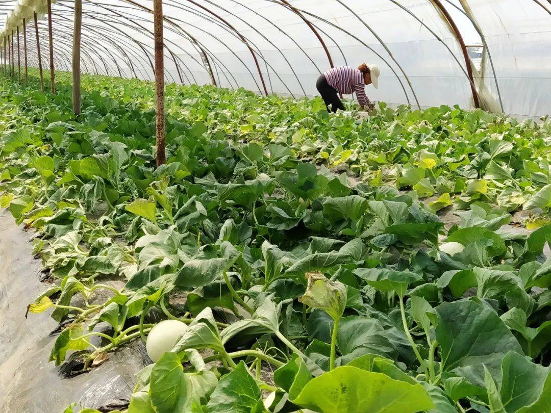 清爽多汁,冰着更好吃～_阎良_甜瓜_种植