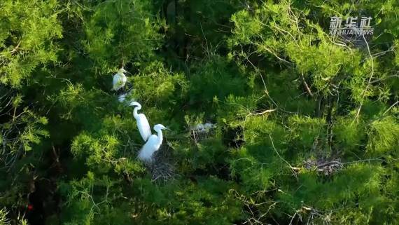 江苏溧阳：“湿地秘境”成鹭鸟的天堂