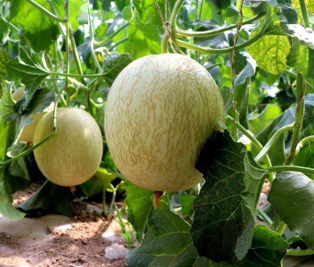 民勤县收成镇大棚蜜瓜甜蜜上市