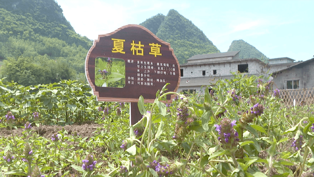 【实心干事 科学作为】丰乐乡:全力打造中药之乡_种植_发展_塘村