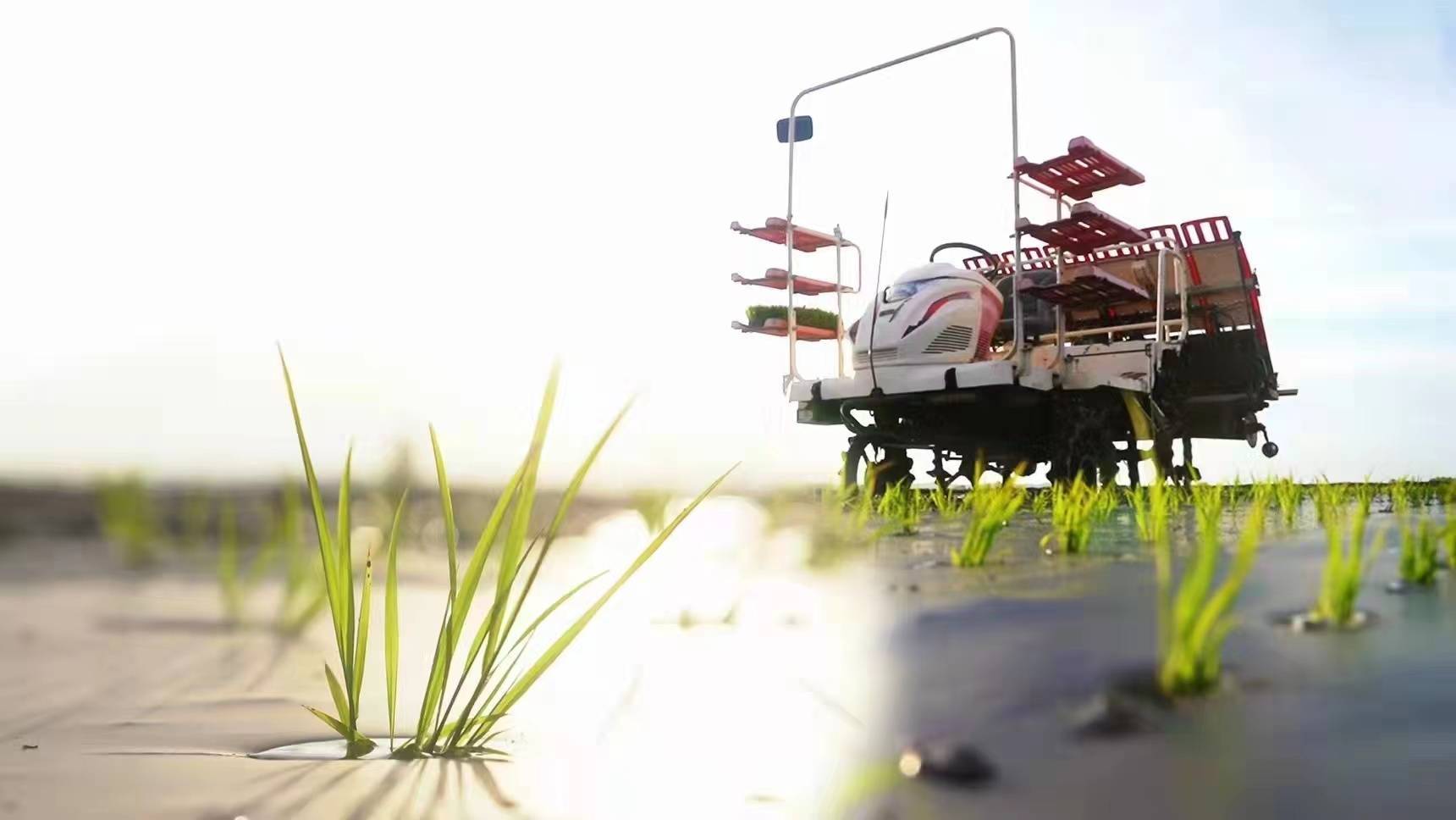 无人驾驶插秧机行驶在稻田中正是春耕好时节,在合作社有机水稻基地上