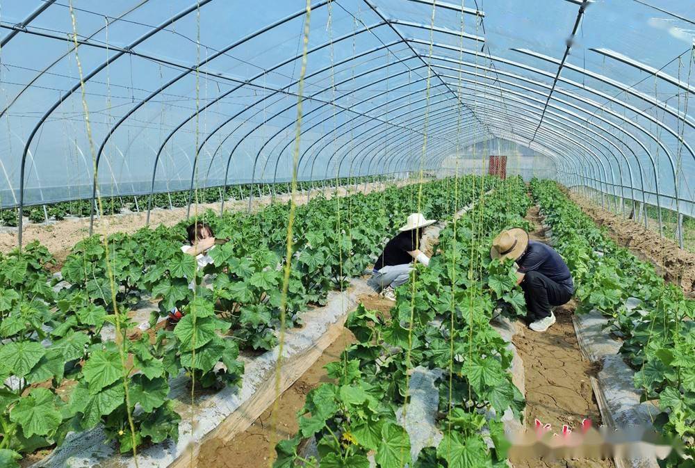 西峰区蔬菜大棚管理忙