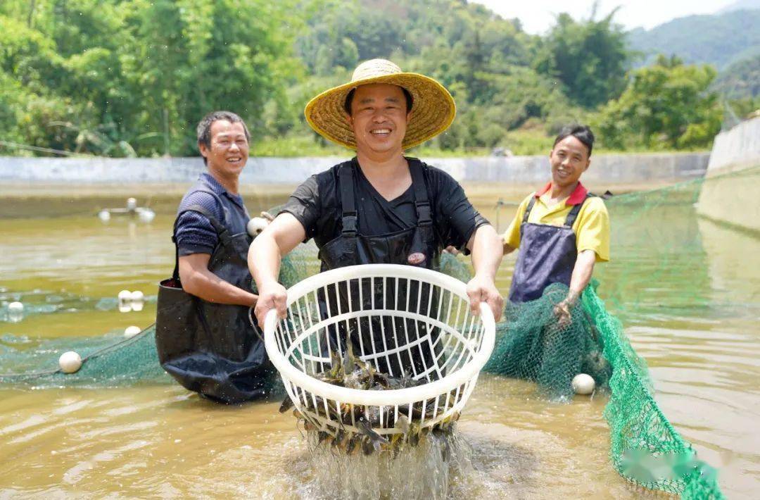 喜悦!走马镇首批黄骨鱼养殖喜获丰收……_产业_昭平县_建设