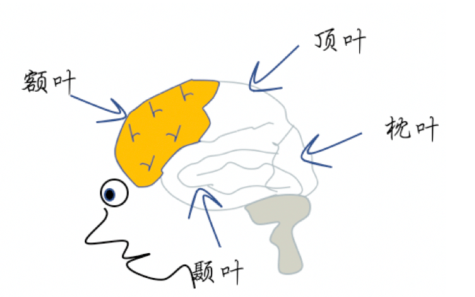 神经科学家传统上将大脑的大脑分为四个脑叶:额叶,顶叶,枕叶和颞叶.