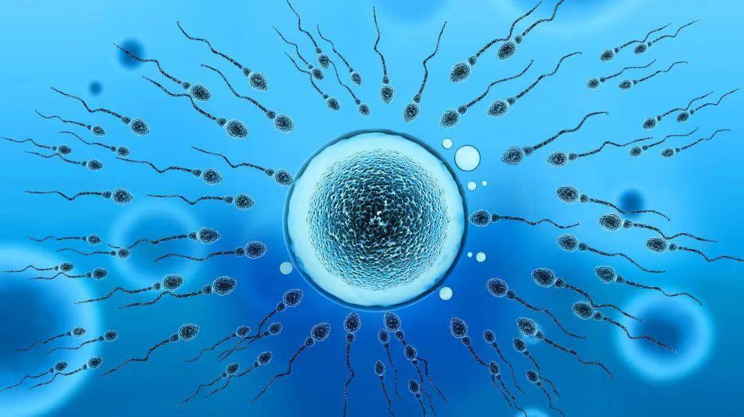 【排卵】排卵期计算法_排卵期有什么症状