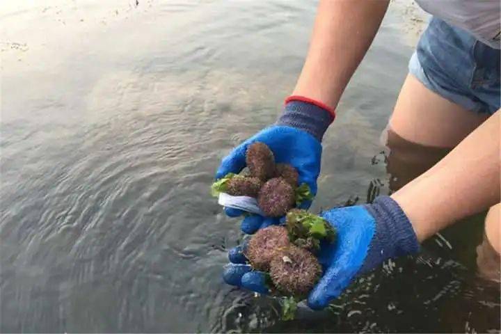 又到海胆捕捞季来看大连人怎么吃海胆这样最鲜美