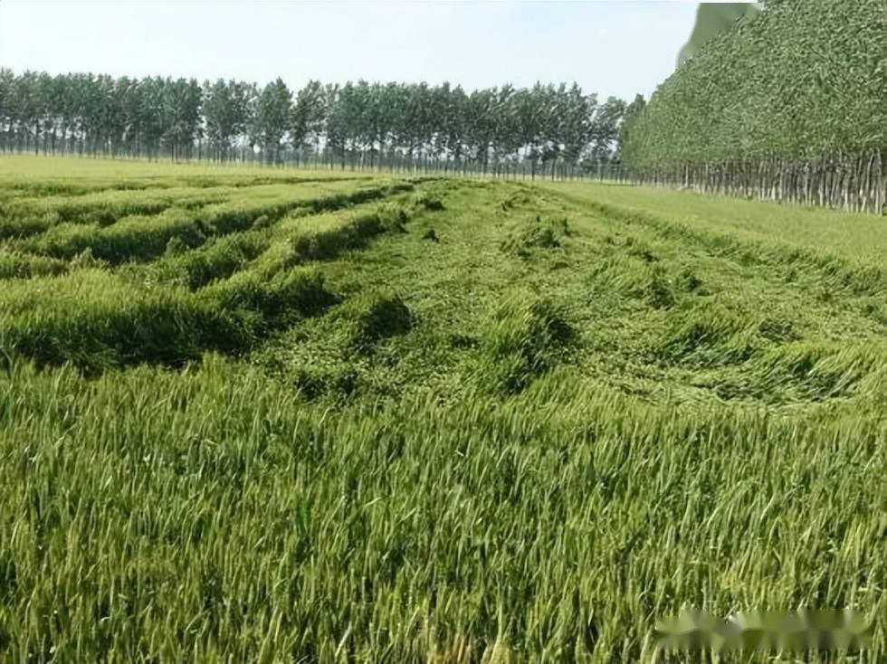 小麦一倒产量全跑专家谨防小麦倒伏倒伏咋办快看答案