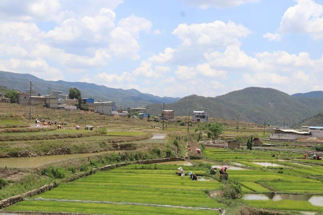 米甸镇:"秧门"打开美景来_群众_水稻_祥云