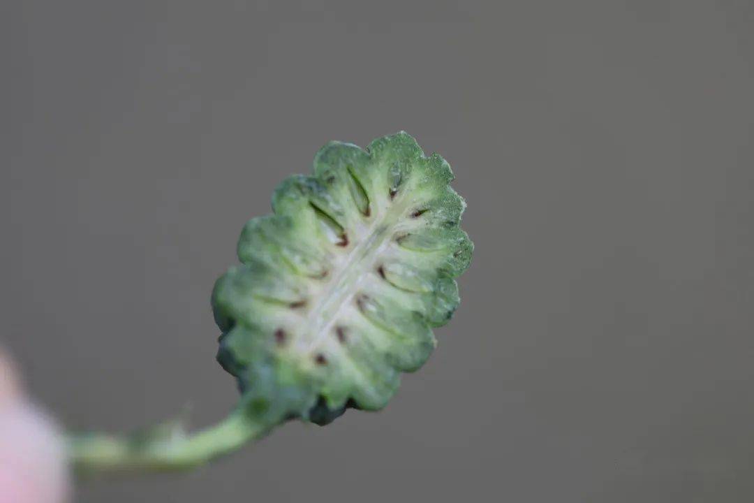 油松大孢子叶球图片