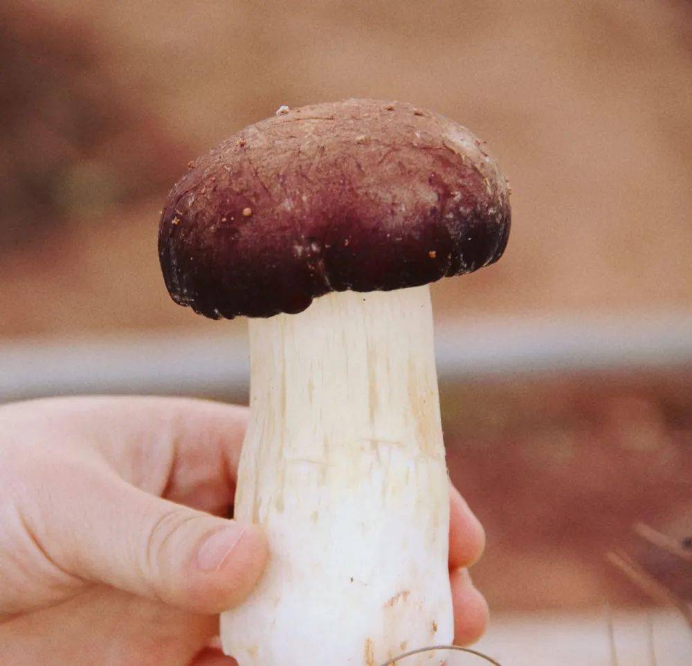 赤松茸,凭借着鲜香嫩滑的口感,已然成为餐桌上的"