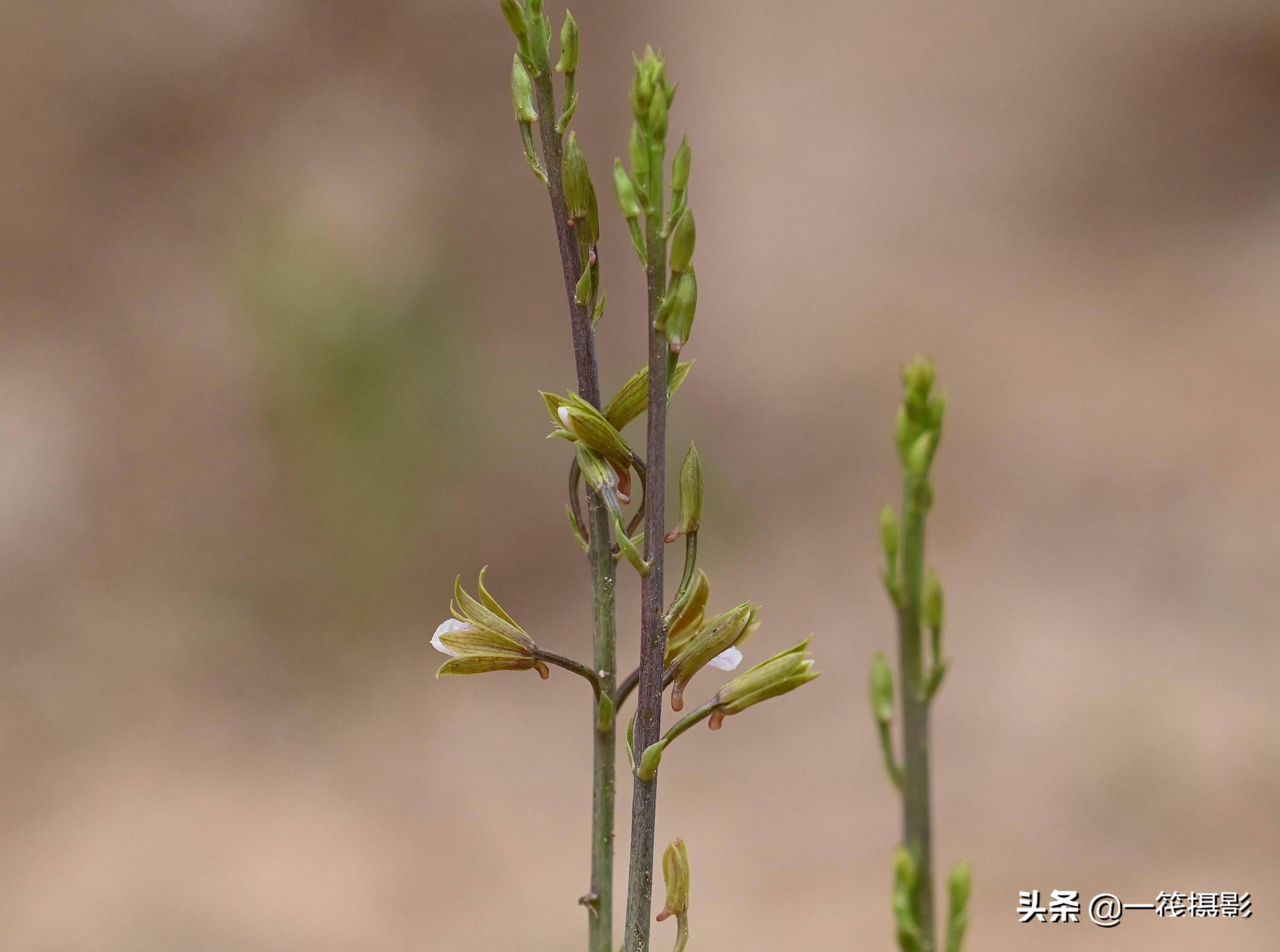 华南农业大学校园惊现珍稀野生植物美冠兰