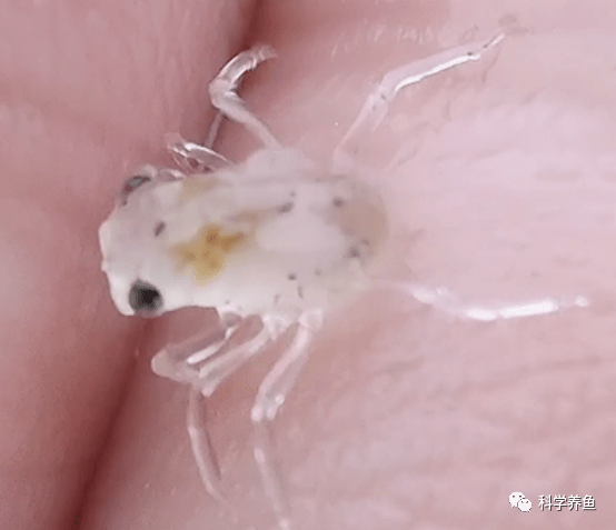 大眼幼体下塘后要不要投喂需要注意什么