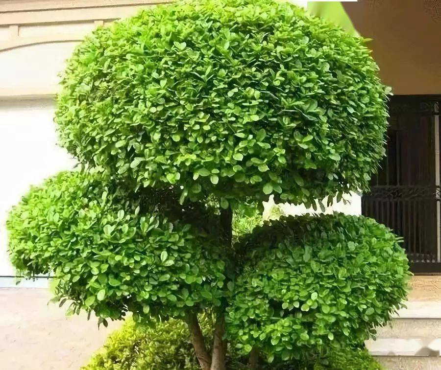 适合在北方庭院里栽种的植物 | 赶紧收藏!_生长习性_树种_树皮