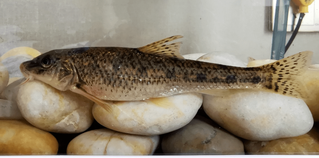 棒花鱼▲黑龙江茴鱼▲乌苏里拟鲿(牛尾巴子)▲江鳕(花鲶鱼)经过调查