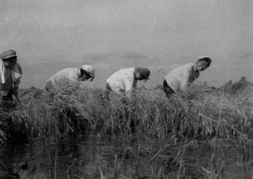 老照片中的北大荒奇迹,从荒原到中国粮仓_建设_开发_北大仓