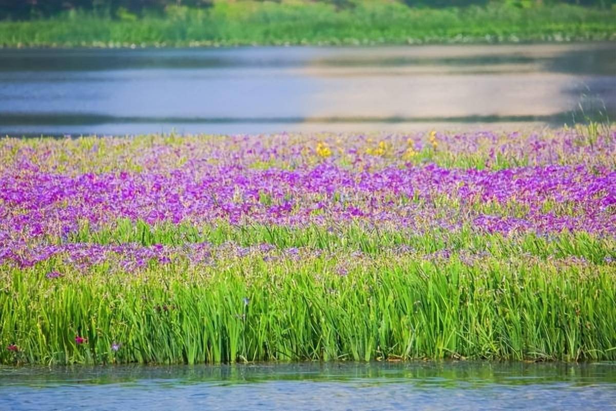 青阳人工湖花海图片