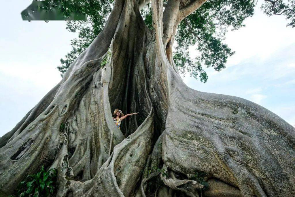 網紅在巴厘島700年聖樹前全裸拍照惹怒當地民眾恐入獄和罰款10億印尼