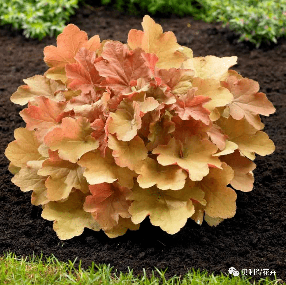 【宿根花卉】种苗订货季 花园的调色板植物-矾根