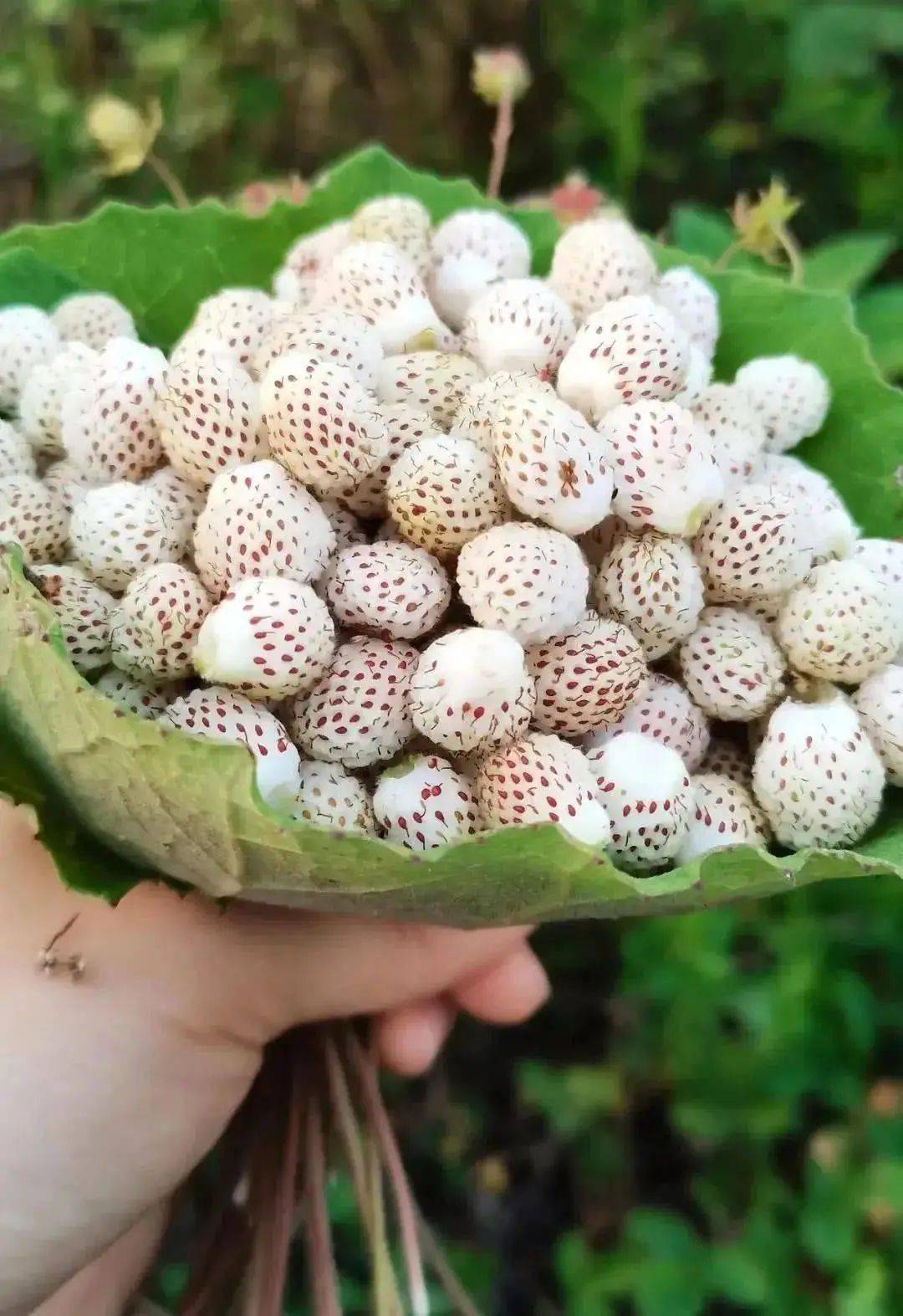 汉中这里的泡儿67熟了约上三五好友赶紧去尝鲜