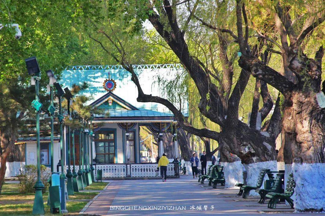 哈尔滨最香的季节到斯大林公园欣赏丁香