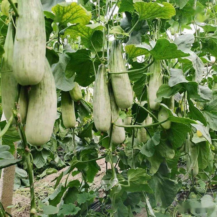 羊角蜜丨标准化种植生活甜蜜蜜