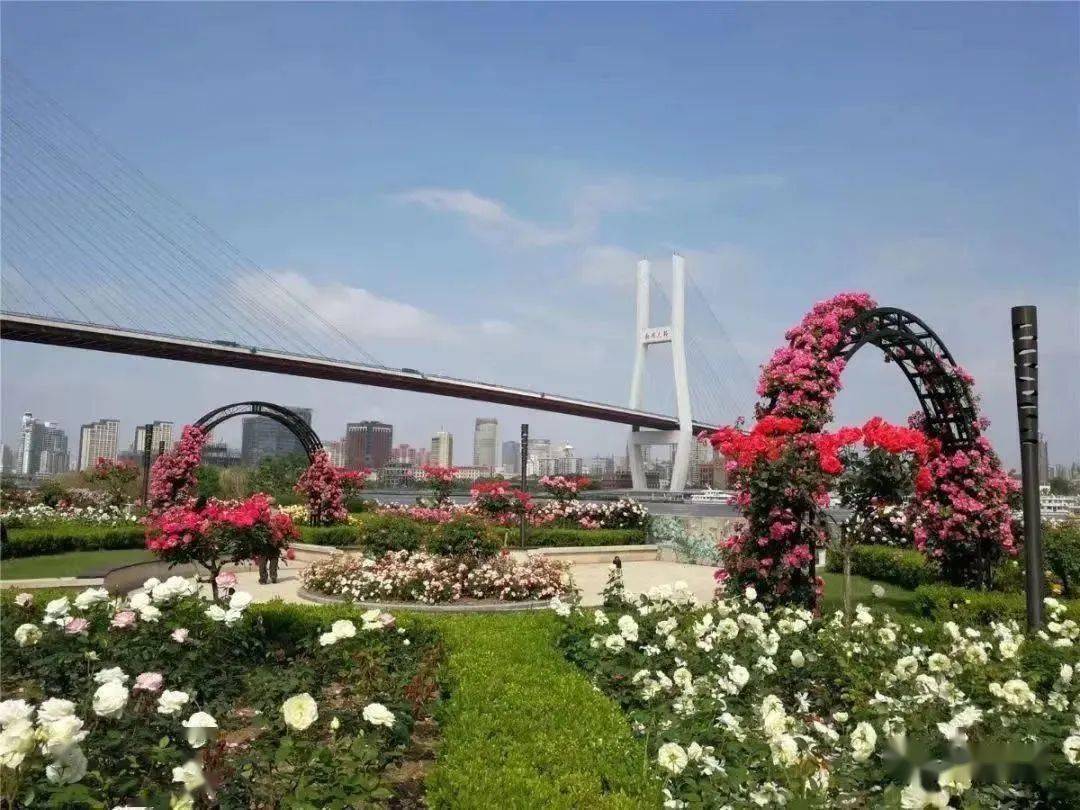 黄浦滨江月季园正值最佳观赏期,云赏一波_镜头_白王_花开正