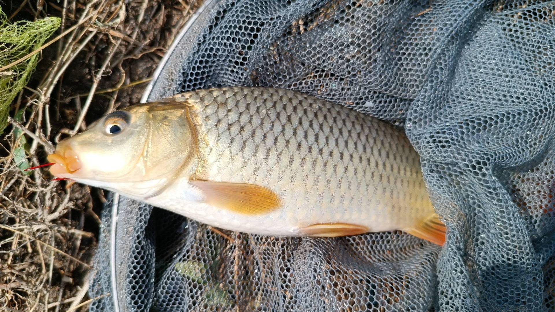 五一節後黃河小浪底水庫釣魚鷹嘴山大水面連桿鯽魚鯉魚爆護