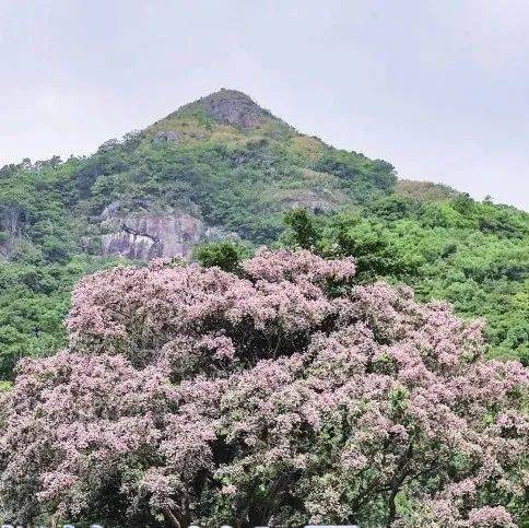 少见！高州东岸 一棵仪花古树竟与榕树共生，是村民的“守护神”_桐油_树洞_开花