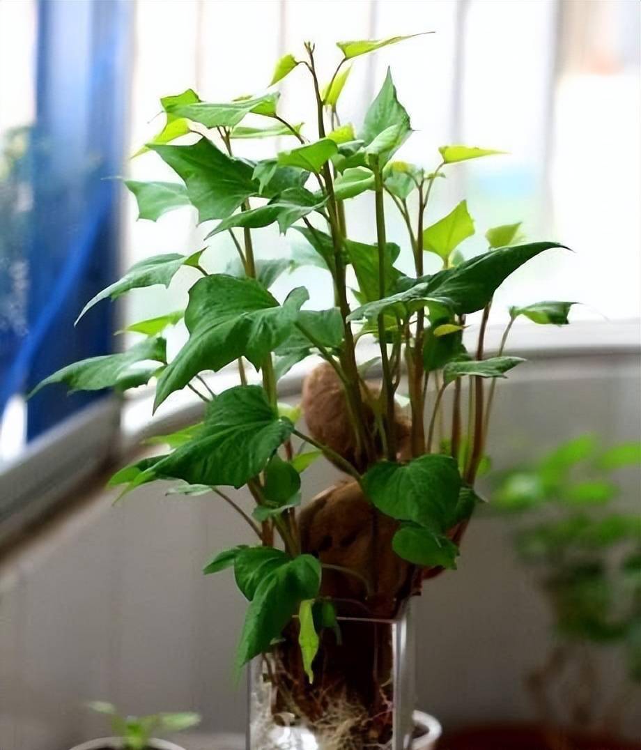 3,水培大蒜这个更加容易了,一年四季都可以水培,尤其是在秋冬季,水培