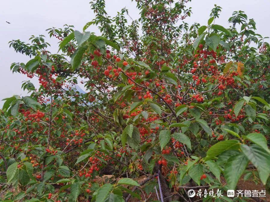 从天不亮摘到太阳落山,泰安徂汶"中国樱桃第一镇"迎来外地客商