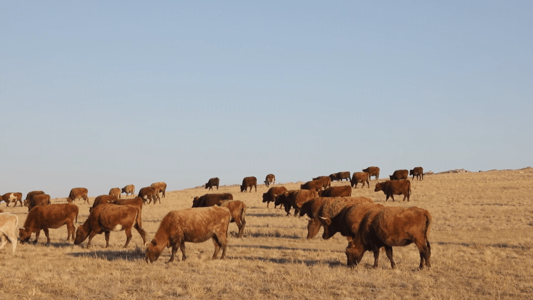 苏尼特左旗:肉牛饲养管理培训助力畜牧业产业发展_建设_牧区_输精