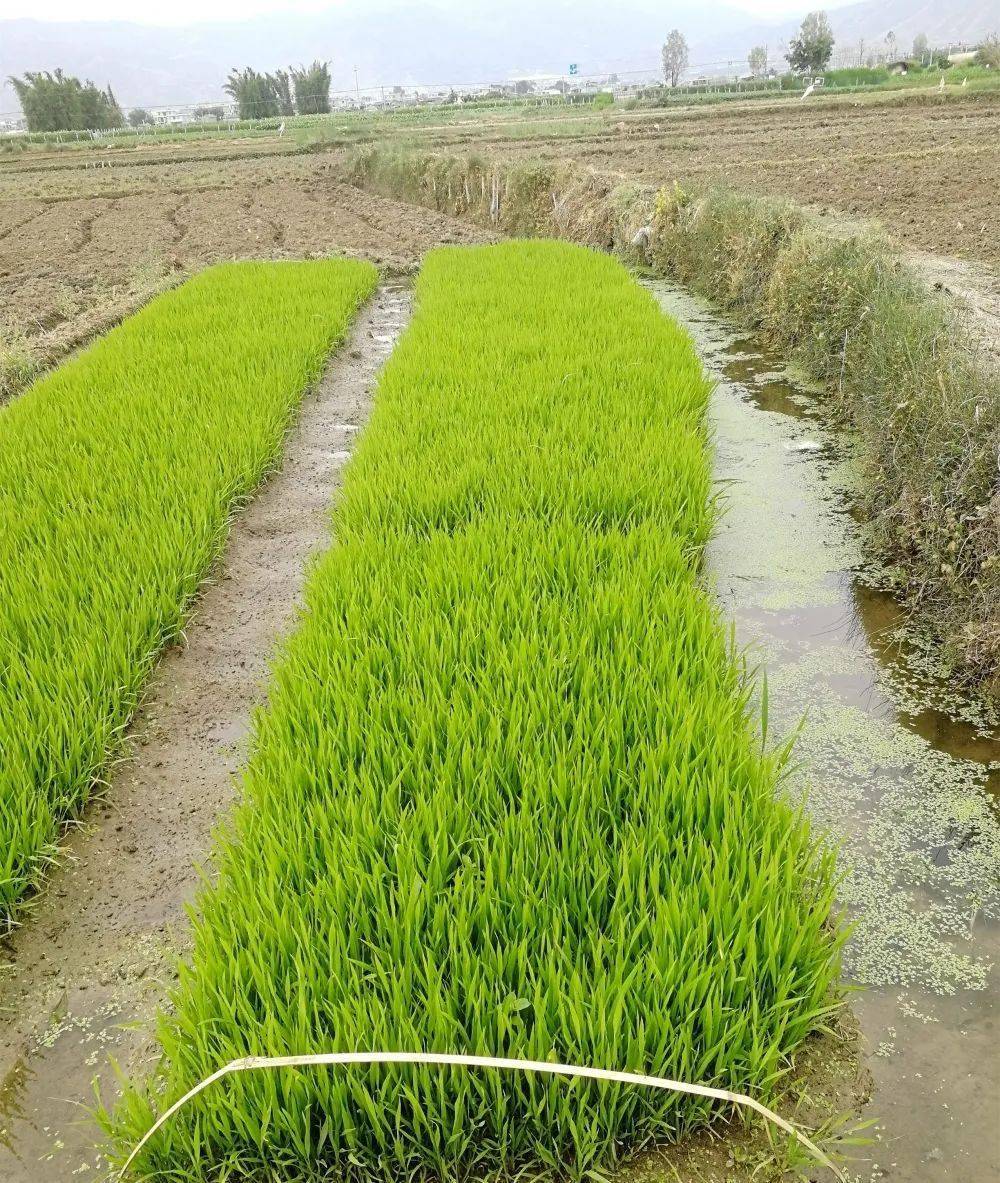 水稻育秧步骤图片