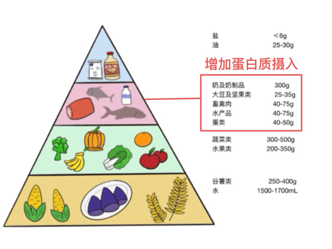 平衡膳食宝塔蛋白质图片