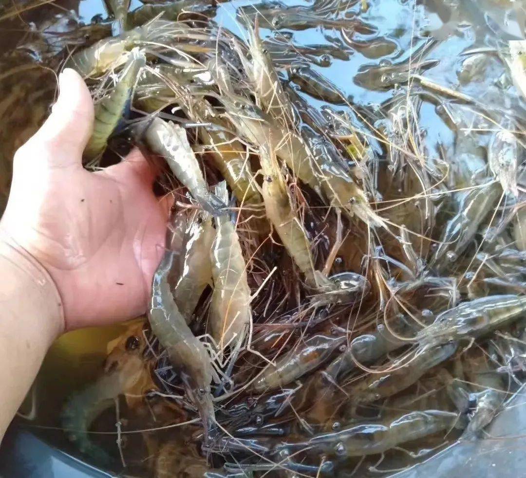 海虾能淡水养殖吗 海虾能淡水养殖吗有毒吗