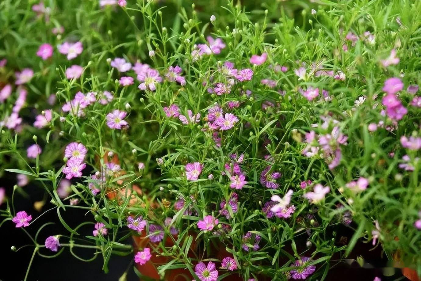 浅析霞草栽培技术